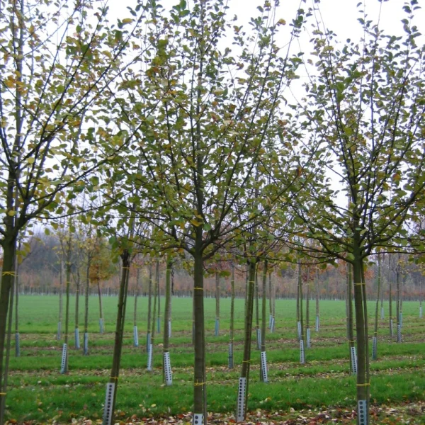 Malus domestica 'Reinette de France' – Malus domestica 'Reinette de France'