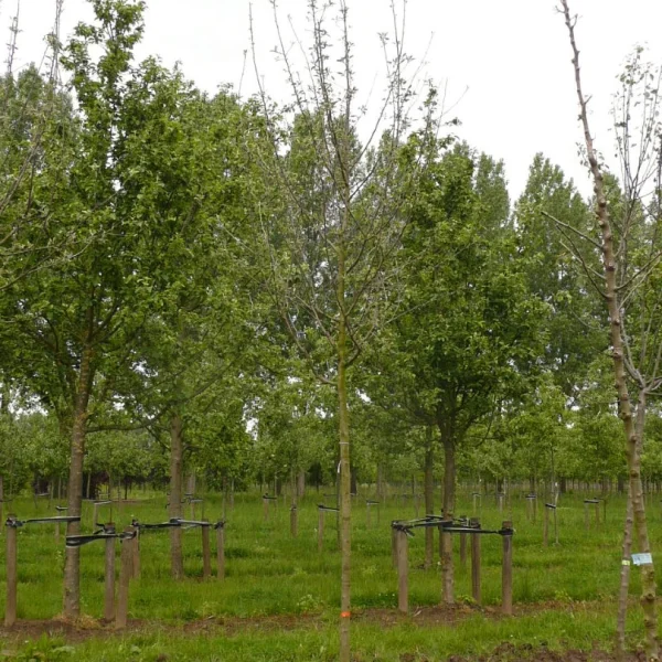 Malus domestica 'King of the Pippins' – Malus domestica 'Reine des Reinettes'