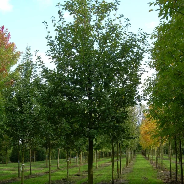 Malus domestica 'Rode Boskoop' – Malus 'Rode Boskoop'