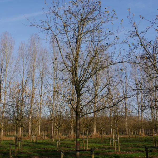 Malus domestica 'Sterappel' – Malus 'Sterappel'