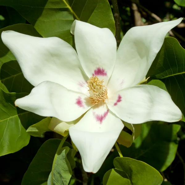 Magnolia denudata – Yulan-Magnolie
