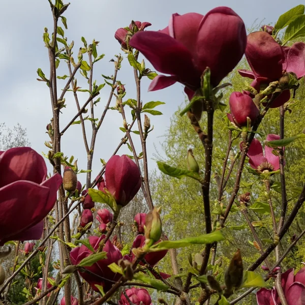 Magnolia 'Genie' – Magnolia 'Genie'