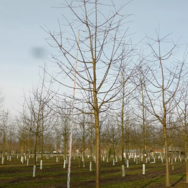 Prunus avium 'Van' – Prunus avium 'Van'