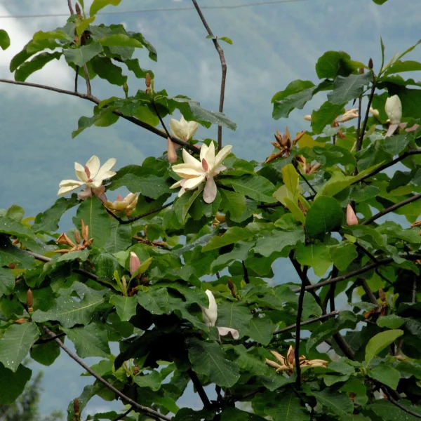Magnolia hypoleuca – Weissrückige Magnolie, Rote Magnolie