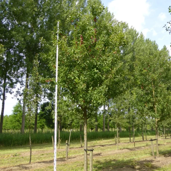 Prunus domestica 'Opal' – Prunus domestica 'Opal'