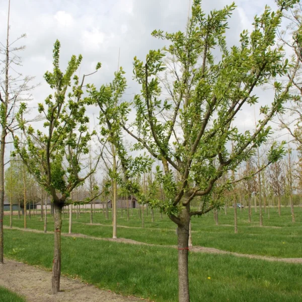 Prunus domestica 'Stanley' – Prunus domestica 'Stanley'