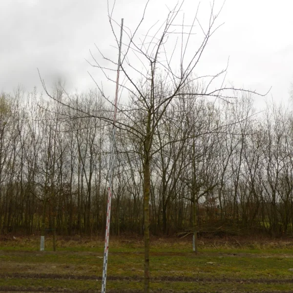 Prunus domestica 'Victoria' – Prunus domestica 'Victoria'