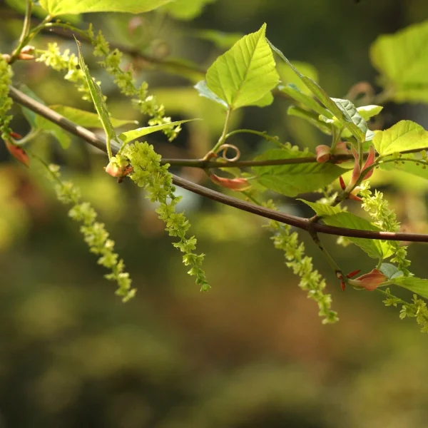 Acer rufinerve – Rostbart-Ahorn, Rostnerviger Ahorn