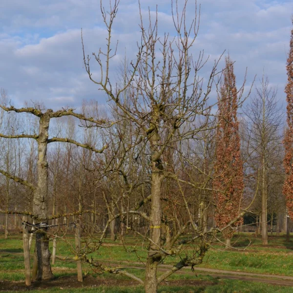 Pyrus communis 'Triomphe de Vienne' – Pyrus communis 'Triomphe de Vienne'
