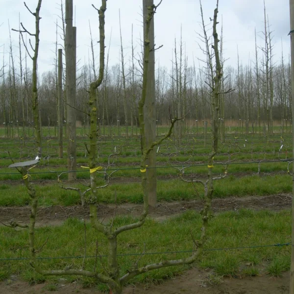 Pyrus communis 'Williams' – Pyrus communis 'Williams Bon Chrétien'