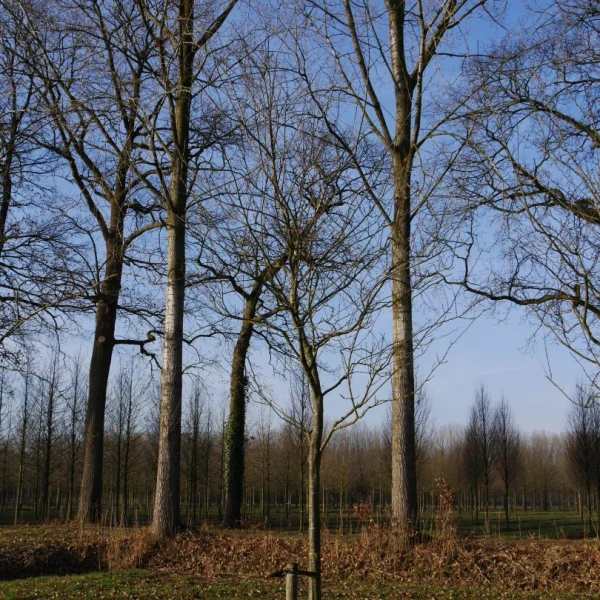 Prunus domestica 'Belle de Louvain' – Prunus 'Belle de Louvain'