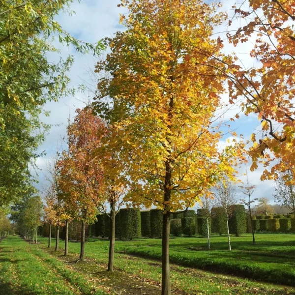 Acer saccharinum – Silber-Ahorn