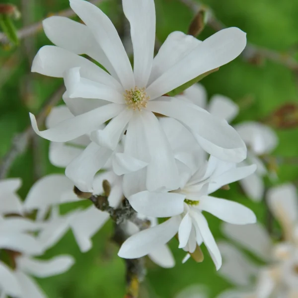 Magnolia stellata – Stern-Magnolie