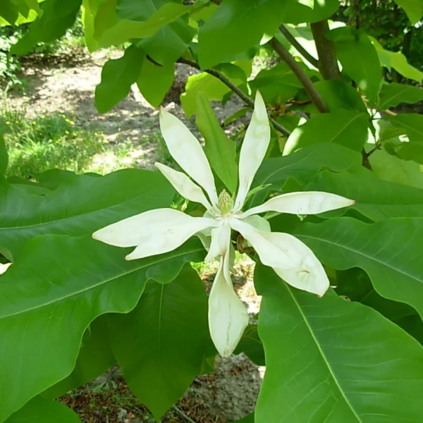 Magnolia tripetala – Schirm-Magnolie