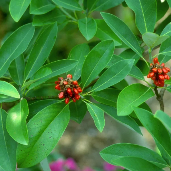 Magnolia virginiana – Sumpf-Magnolie, Biberbaum, Weiss-Lorbeer