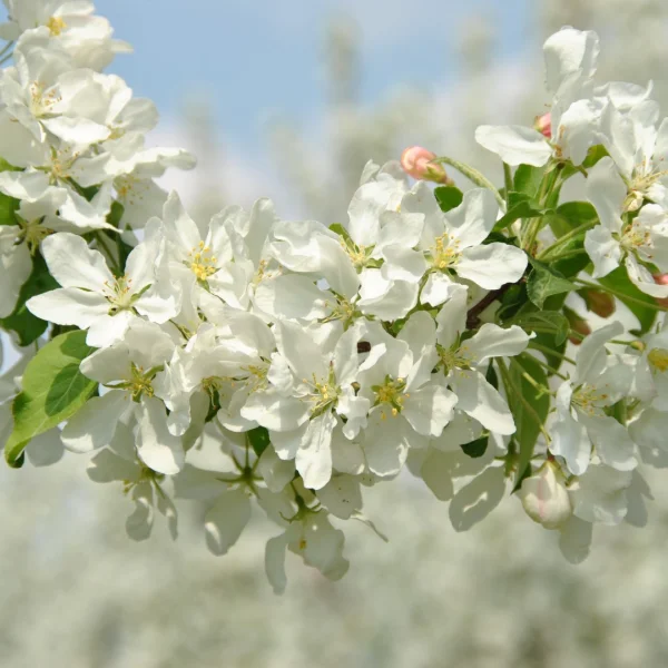 Malus baccata 'Street Parade' – Zier-Apfel