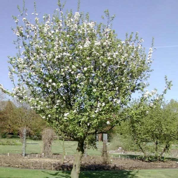 Malus sylvestris – Holzapfelbaum, Wilder Apfelbaum