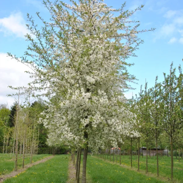 Malus toringo 'Brouwers Beauty' – Malus toringo 'Brouwers Beauty'