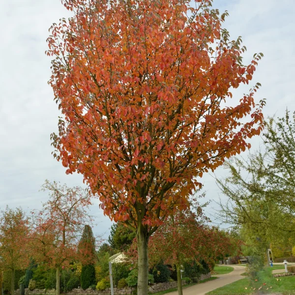 Malus tschonoskii – Zier-Apfel