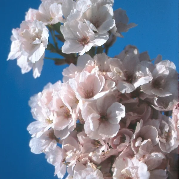 Malus 'Almey' – Zier-Apfel