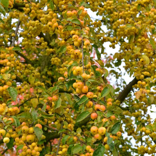 Malus 'Butterball' – Malus 'Butterball'