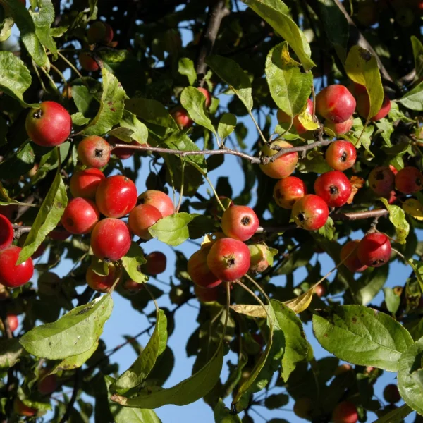 Malus 'Gorgeous' – Malus 'Gorgeous'