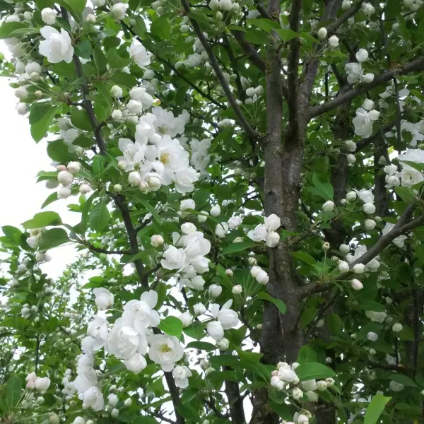 Malus MADONNA ('Mazam') – Malus MADONNA ('Mazam')