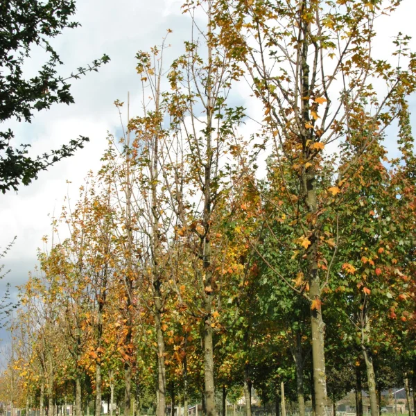 Acer saccharum 'Newton Sentry' – Acer saccharum 'Newton Sentry'
