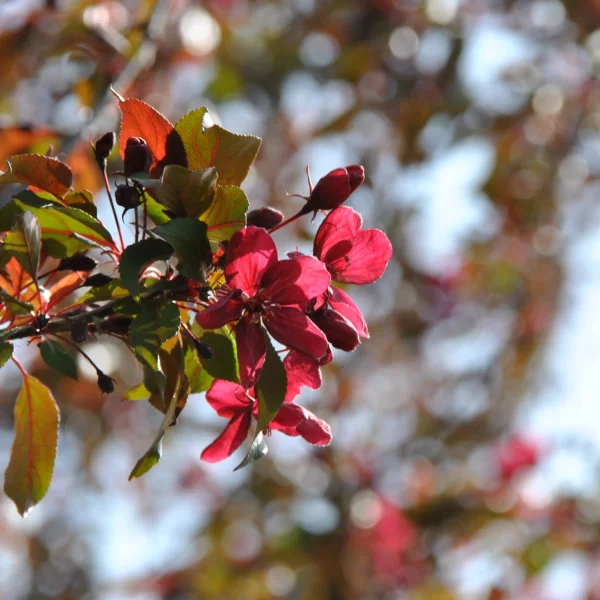 Malus 'Royalty' – Zier-Apfel