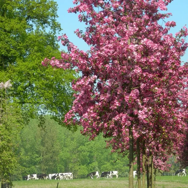 Malus 'Rudolph' – Zier-Apfel