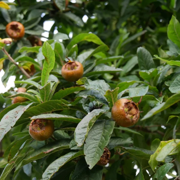 Mespilus germanica – Deutsche Mispel