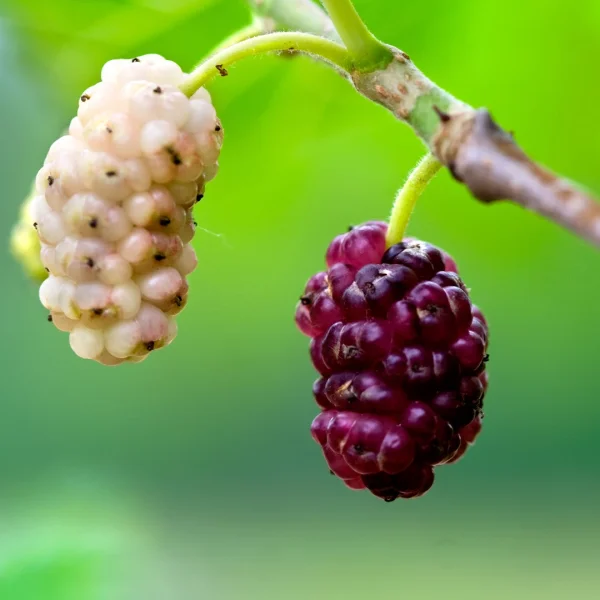 Morus alba – Weißer Maulbeerbaum