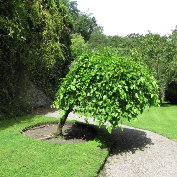 Morus alba 'Pendula' – Morus alba 'Pendula'