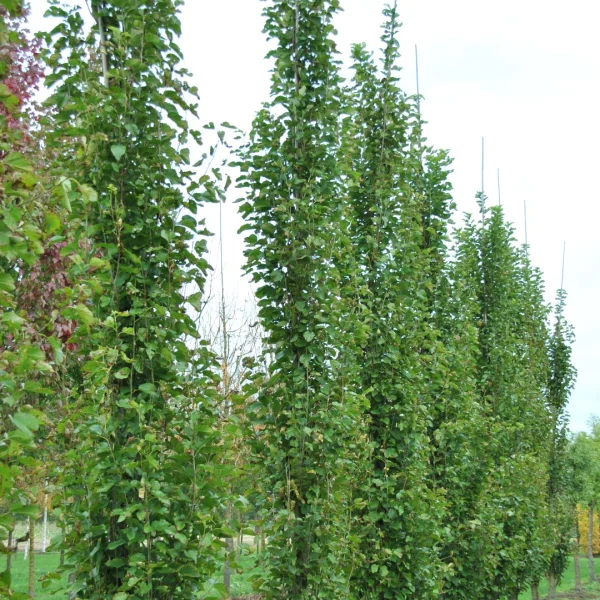 Morus alba 'Pyramidalis' – Morus alba 'Pyramidalis'