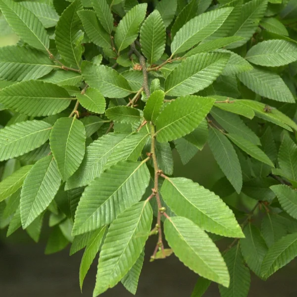 Nothofagus nervosa – Rauli-Scheinbuche