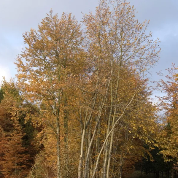 Nothofagus obliqua – Roble-Scheinbuche