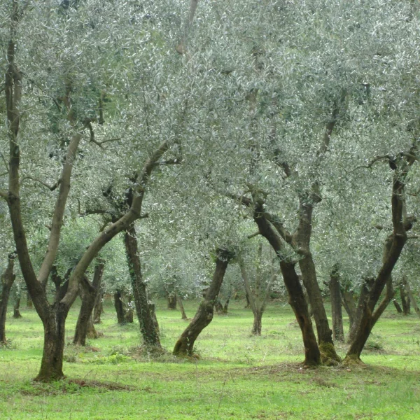 Olea europaea – Ölbaum, Olive