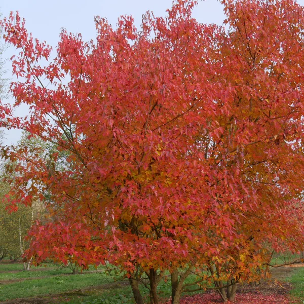 Acer tataricum subsp. ginnala – Feuer-Ahorn, Amur-Ahorn