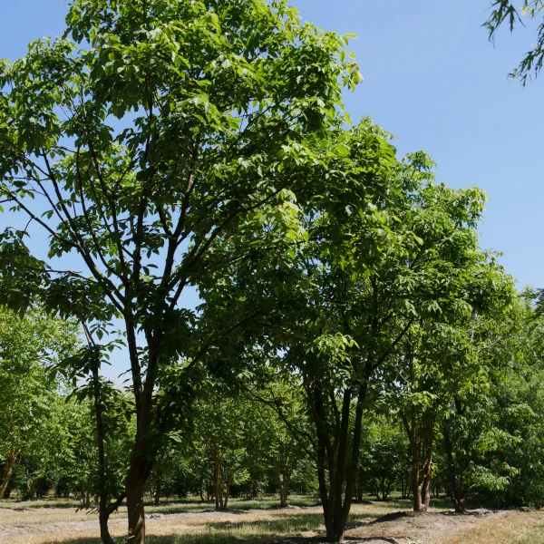 Acer triflorum – Dreiblütiger Ahorn