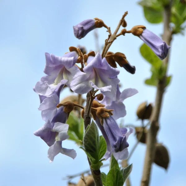 Paulownia tomentosa – Blauglockenbaum, Paulownie