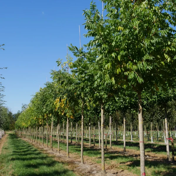 Phellodendron amurense – Amur-Korkbaum, Samtbaum