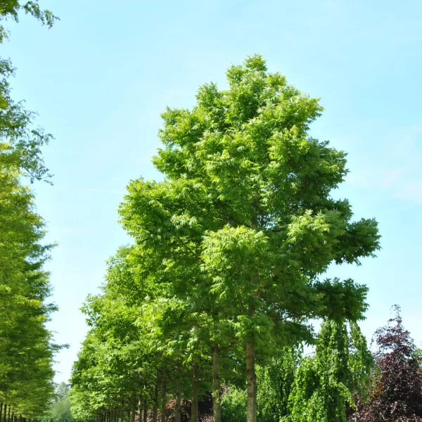 Phellodendron amurense var. lavallei – Rostiger Korkbaum