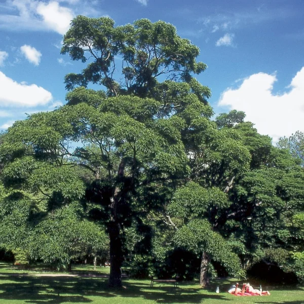 Phellodendron japonicum – Japanischer Korkbaum