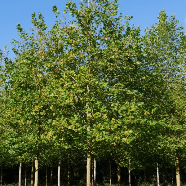 Platanus ×hispanica 'Mr X' – Platanus ×hispanica 'Mr X'