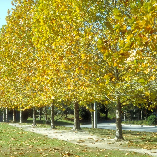 Platanus occidentalis – Amerikanische Platane, Abendländische Platane