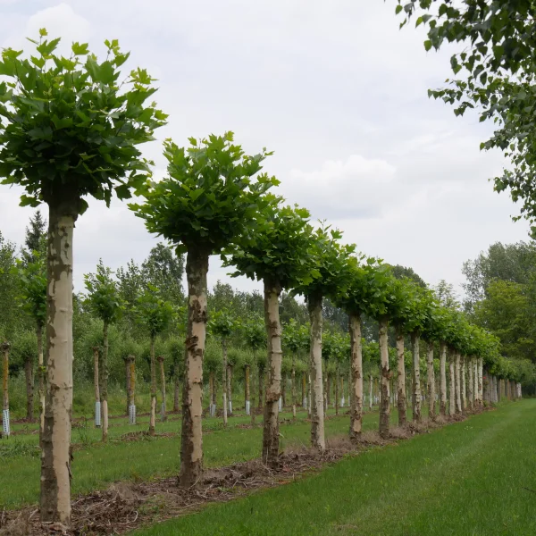Platanus orientalis – Orientalische Platane, Morgenländische Platane
