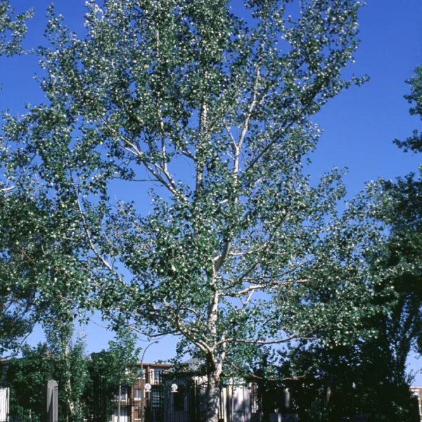 Populus alba 'Nivea' – Silber-Pappel, Weiss-Pappel
