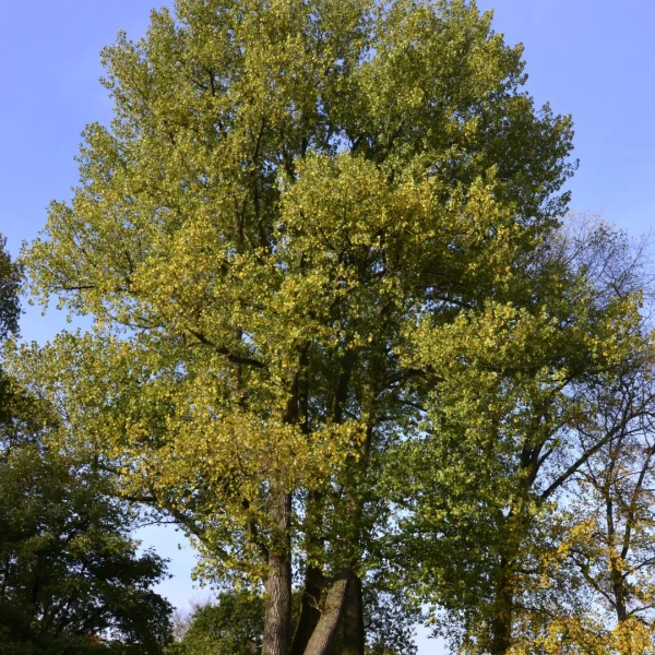 Populus ×canadensis – Kanadische Pappel