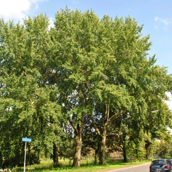 Populus ×canescens – Grau-Pappel