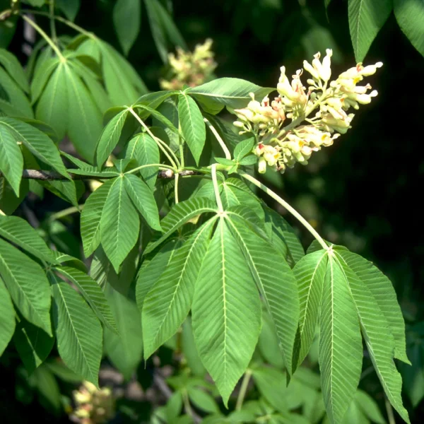 Aesculus flava – Gelbe Pavie